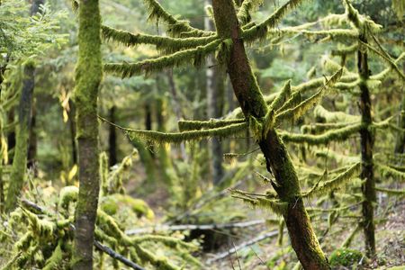Branches covered with green lichens in a spruce forest.