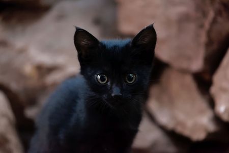 Portrait of a young black cat with a brown background.の写真素材
