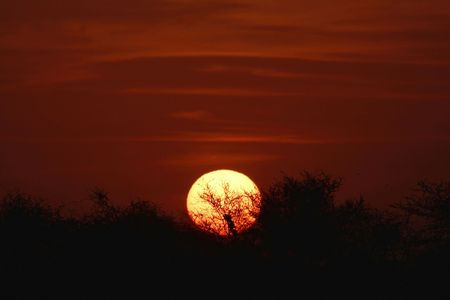 A sunrise in the Savanna with tree silhouettes.の写真素材