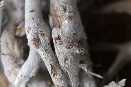 White colored branches with a dark background.