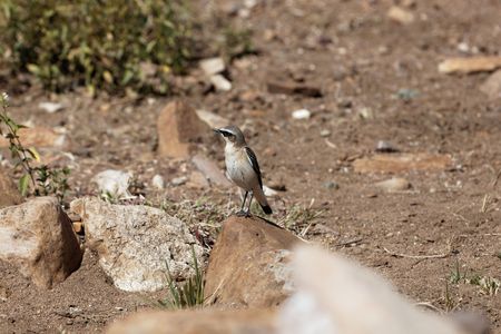 A Desert Wheatear (Oenanthe deserti) in East Africa.の写真素材