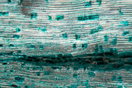 A section of pine wood under the microscope.