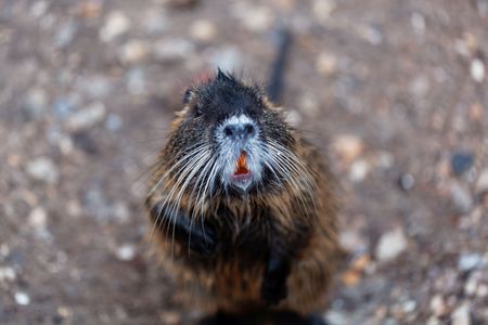 Face of a Coypu or Nutria (Myocastor coypus)