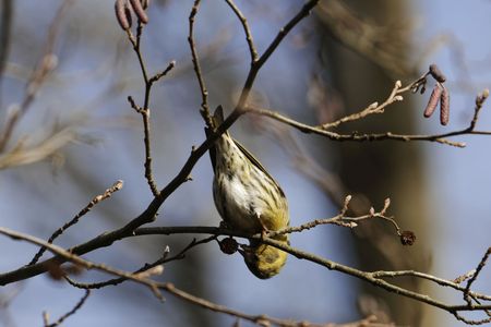 A Eurasian siskin (Spinus spinus) in a tree in winter.