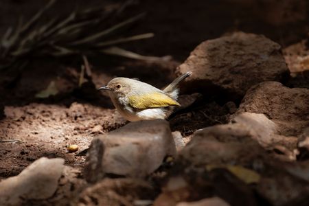 Grey-backed camaroptera (Camaroptera brevicaudata), a small African bird.の写真素材