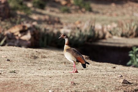 An Egyptian goose (Alopochen aegyptiaca) on a dry meadow.
