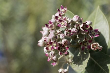 Flowers of a Sodom apple bush (Calotropis procera) a poisonous plant from the Near East and North Africa.の写真素材