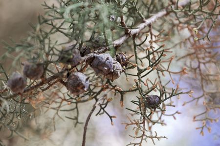 Cones of a Mexican white cedar (Cupressus lusitanica)