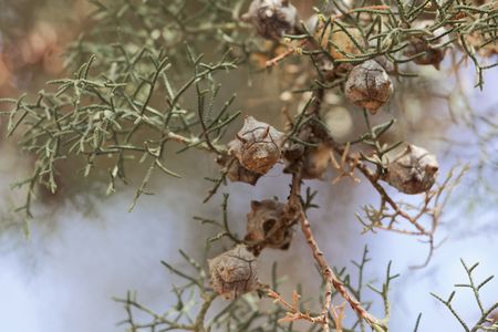Cones of a Mexican white cedar (Cupressus lusitanica)の写真素材