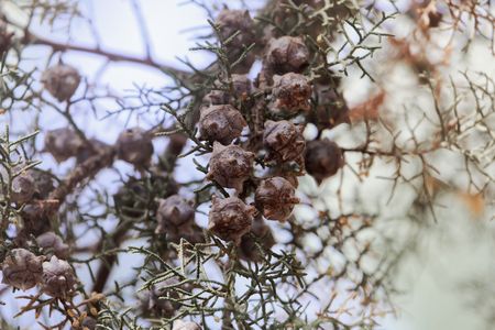 Cones of a Mexican white cedar (Cupressus lusitanica)の写真素材