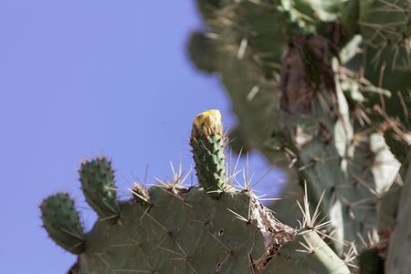 Flower and leaf of an Indian fig opuntia (Opuntia ficus-indica)の写真素材