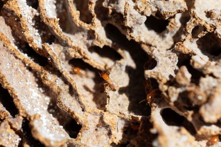Fungi growing termite in tunnels of the termite nest.の写真素材