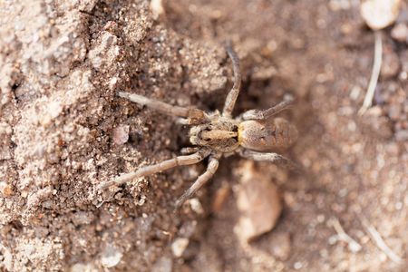 A funnel web spider on brown earth, in East Africa.