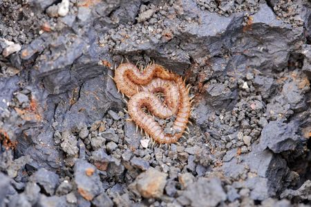 A yellow Geophilomorph on a black soil background.