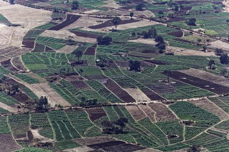 Vegetable fields, surrounded by dry fields in Ethiopia.
