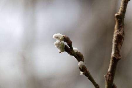 Willow catkin of a Laggers Willow (Salix laggeri) a willow tree from the Alpine region in Europe.の写真素材