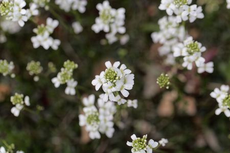 Macro photo of the flowers of a spreading rock cress (Arabis procurrens)