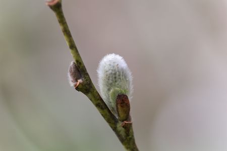 Willow catkin of a Laggers Willow (Salix laggeri) a willow tree from the Alpine region in Europe.の写真素材