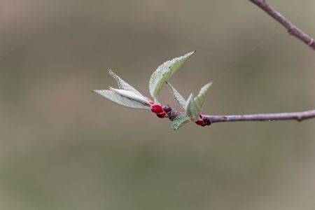 Young shoot of a Chonosuki crab or pillar apple tree (Malus tschonoskii), a Japanese apple species.