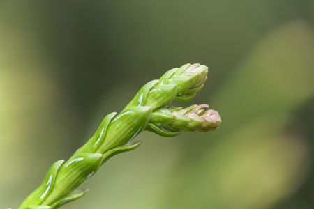Young shoot with needles of a hiba tree (Thujopsis dolabrata)