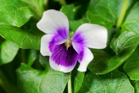 Flower of the violet Viola hederacea from Australia.の写真素材