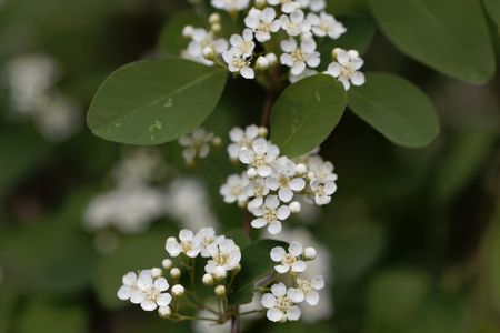 Macro photo of flowers of the firethorn Cotoneaster multiflorus.