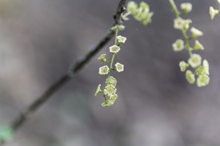 Flowers of a red currant bush (Ribes rubrum)