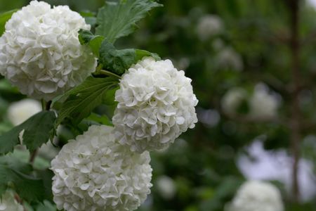 Flowers of an ornamental guelder-rose (Viburnum opulus)