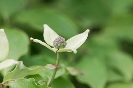 Flower of a Korean dogwood (Cornus kousa) bush.