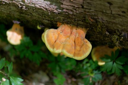The bracket fungus sulphur polypore (Laetiporus sulphureus) on a tree.の写真素材