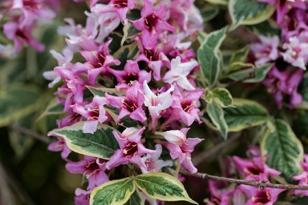 Pink flowers of a Weigela florida bush with white colored leaves.の写真素材