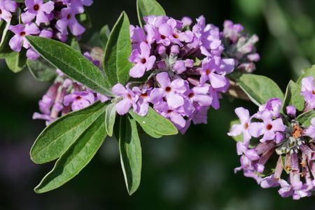 Macro photo of the flowers of an alternate-leaved butterfly-bush (Buddleja alternifolia)