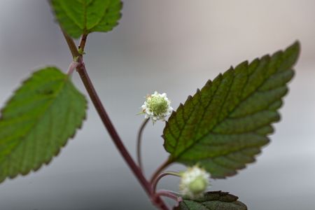 Flower of an Aztec sweet herb (Lippia dulcis), a herb from middle America that is used as natural sweetener and in medicine.の写真素材