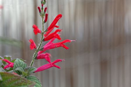 Flowers of pineapple sage or tangerine sage (Salvia elegans), an edible plant from central America, used for medical purposes.の写真素材