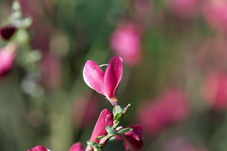 Red flowers of a common broom or Scotch broom (Cytisus scoparius).の写真素材