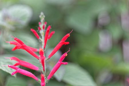 Flowers of pineapple sage or tangerine sage (Salvia elegans), an edible plant from central America, used for medical purposes.の写真素材