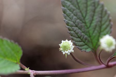 Flower of an Aztec sweet herb (Lippia dulcis), a herb from middle America that is used as natural sweetener and in medicine.の写真素材