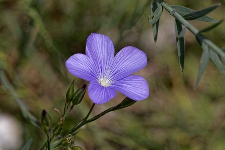 Flower of an Asian Flax (Linum austriacum)