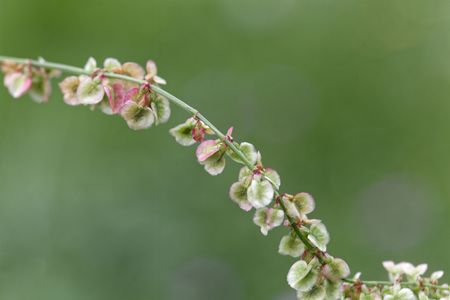 Fruits of Common sorrel or garden sorrel (Rumex acetosa)