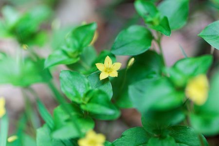 Flower of a yellow pimpernel (Lysimachia nemorum), a small wild flower from Europe.の写真素材