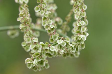 Fruits of Common sorrel or garden sorrel (Rumex acetosa)の写真素材