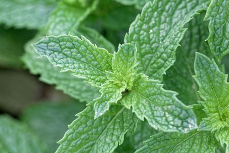 Leaves of a Mojito Mint (Mentha x villosa)