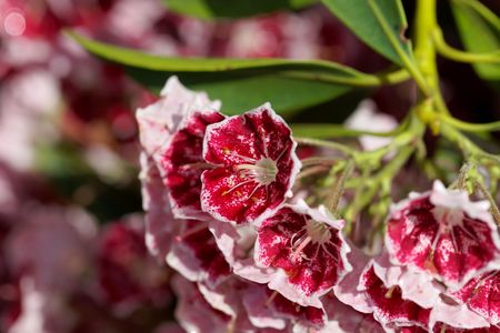Flowers of a mountain laurel (Kalmia latifolia)の写真素材