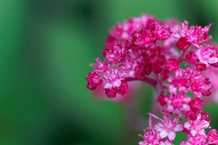 A macro photo of Rodgersia pinnata, a Saxifragacea used as cultivar.の写真素材