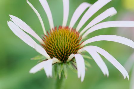 Flower of a narrow-leaved purple coneflower (Echinacea angustifolia)の写真素材