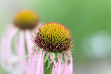 Flower of a narrow-leaved purple coneflower (Echinacea angustifolia)の写真素材
