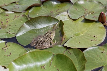 A marsh frog (Pelophylax ridibundus) on leaves of water lilies.
