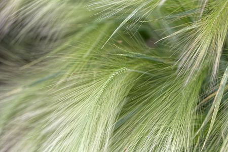 Spikes of foxtail barley (Hordeum jubatum), a wild barley species.の写真素材