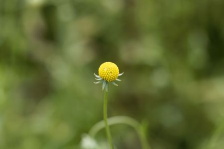 A flower of Helenium aromaticum, a herb from southern America used in medicine and for coloring.の写真素材