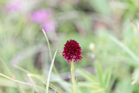 Flower of the wild orchid Gymnadenia rhellicani, from the Alps.の写真素材